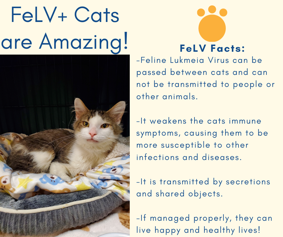 felv-cats-are-amazing-companions-blog-almost-home-humane-society